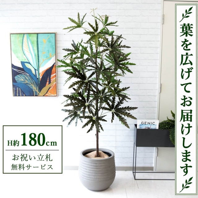 【すぐ飾れる】 フェイクグリーン アラレアツリー H約180cm 大型 鉢付き / 法人・開店祝い 店舗・オフィス装飾 空間演出 立札無料・造花/PG219-J40