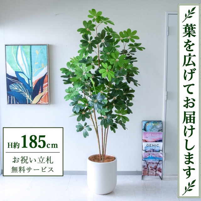 【すぐ飾れる】 フェイクグリーン シェフレラ カポック H約185cm 大型 鉢付き / 法人・開店祝い 店舗・オフィス装飾 空間演出 立札無料・造花/PG228-CHC33IV