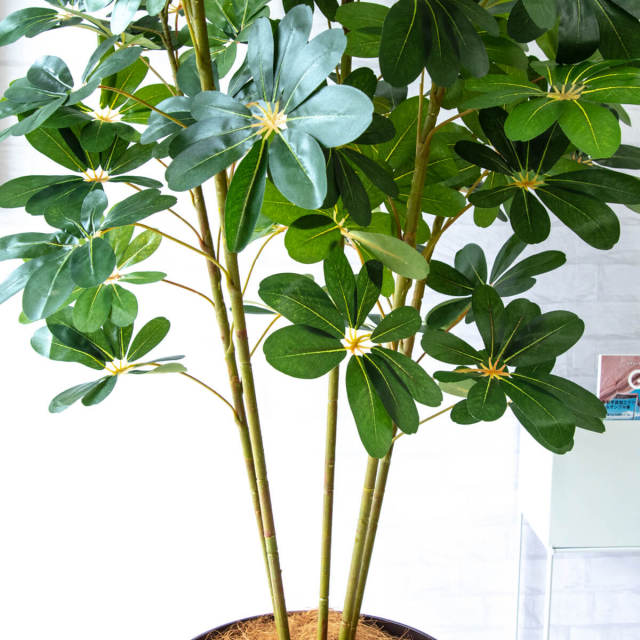 人工 観葉植物 フェイク グリーン シェフレラ H約185cm 大型 店舗 装飾