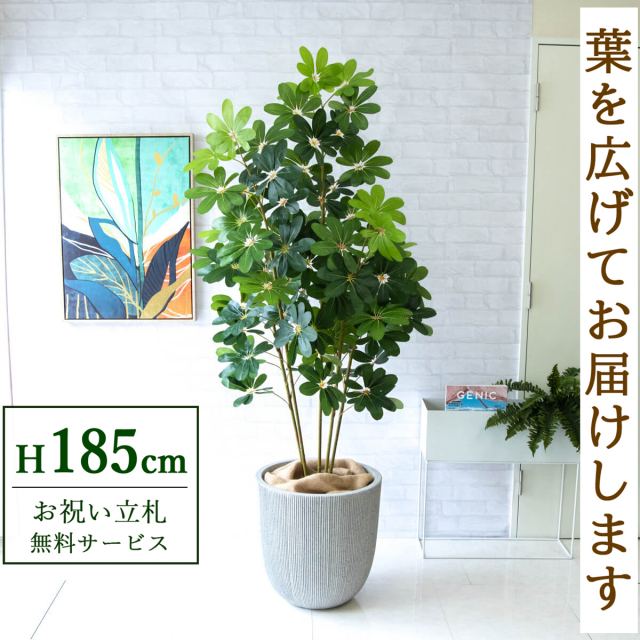 【すぐ飾れる】 フェイクグリーン シェフレラ カポック 185cm 大型 鉢付き / 法人・開店祝い 店舗・オフィス装飾 空間演出 立札無料・造花/PG228-FRA44WH