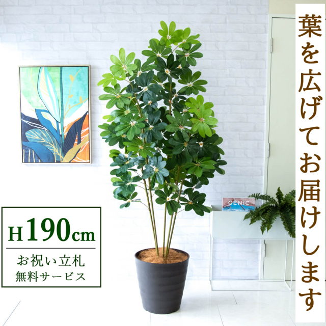 【すぐ飾れる】 フェイクグリーン シェフレラ カポック 190cm 大型 鉢付き / 法人・開店祝い 店舗・オフィス装飾 空間演出 立札無料・造花/PG228-M36DB