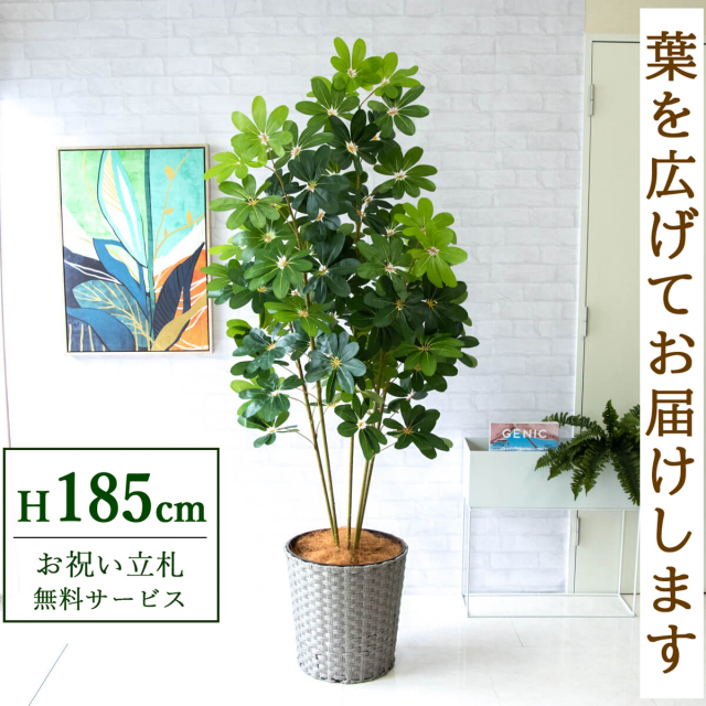 【すぐ飾れる】 フェイクグリーン シェフレラ カポック 185cm 大型 鉢付き / 法人・開店祝い 店舗・オフィス装飾 空間演出 立札無料・造花/PG228-MEL38GY