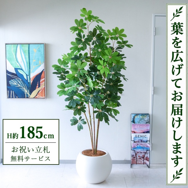 【すぐ飾れる】 フェイクグリーン シェフレラ カポック H約185cm 大型 鉢付き / 法人・開店祝い 店舗・オフィス装飾 空間演出 立札無料・造花/PG228-ROM43IV