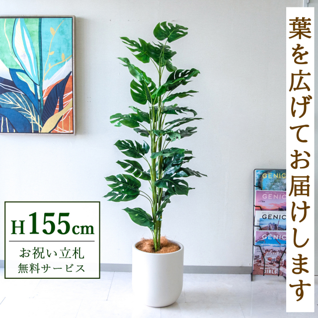 【すぐ飾れる】 フェイクグリーン スプリットフィロツリー 155cm 鉢付き / 法人・開店祝い 店舗・オフィス装飾 空間演出 立札無料・造花/PG231-CHC29IV