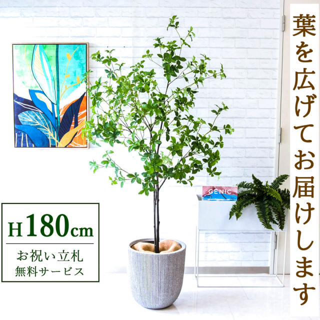 【すぐ飾れる】 フェイクグリーン ドウダンツツジ 180cm 大型 鉢付き / 法人・開店祝い 店舗・オフィス装飾 空間演出 立札無料・造花/PG236-FRA37WH