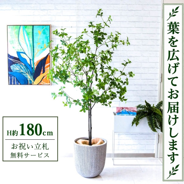 【すぐ飾れる】 フェイクグリーン ドウダンツツジ H約180cm 大型 鉢付き / 法人・開店祝い 店舗・オフィス装飾 空間演出 立札無料・造花/PG236-FRA37WH