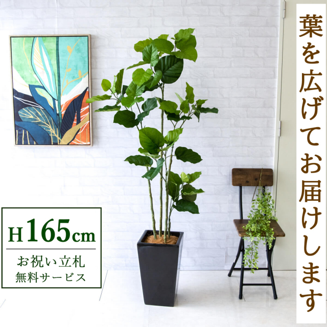 【すぐ飾れる】 フェイクグリーン フィカス ウンベラータ 165cm 鉢付き / 法人・開店祝い 店舗・オフィス装飾 空間演出 立札無料・造花/PG237-LGK25BK