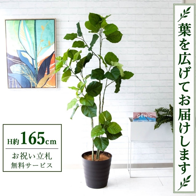 【すぐ飾れる】 フェイクグリーン フィカス ウンベラータ H約165cm 鉢付き / 法人・開店祝い 店舗・オフィス装飾 空間演出 立札無料・造花/PG237-M30DB