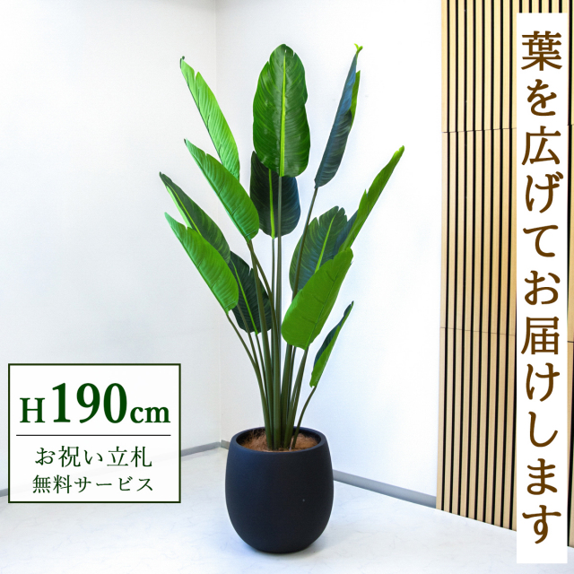 【すぐ飾れる】 フェイクグリーン オーガスタ 190cm 大型 鉢付き / 法人・開店祝い 店舗・オフィス装飾 空間演出 立札無料・造花/PG238-BAL42BK