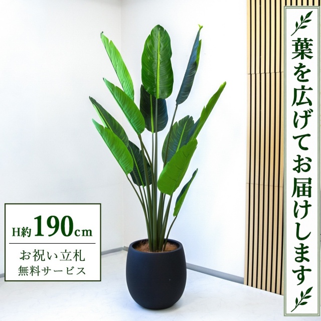 【すぐ飾れる】 フェイクグリーン オーガスタ H約190cm 大型 鉢付き / 法人・開店祝い 店舗・オフィス装飾 空間演出 立札無料・造花/PG238-BAL42BK