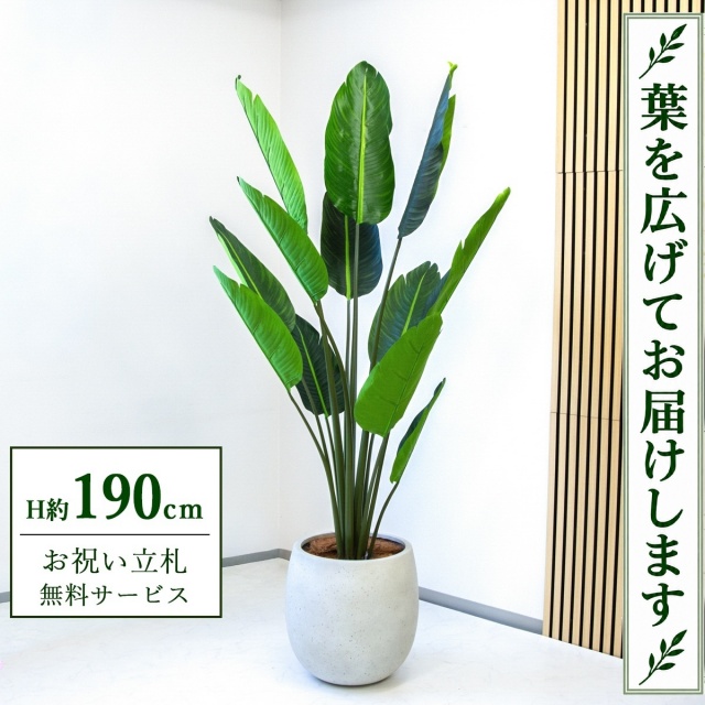 【すぐ飾れる】 フェイクグリーン オーガスタ H約190cm 大型 鉢付き / 法人・開店祝い 店舗・オフィス装飾 空間演出 立札無料・造花/PG238-BAL42IV