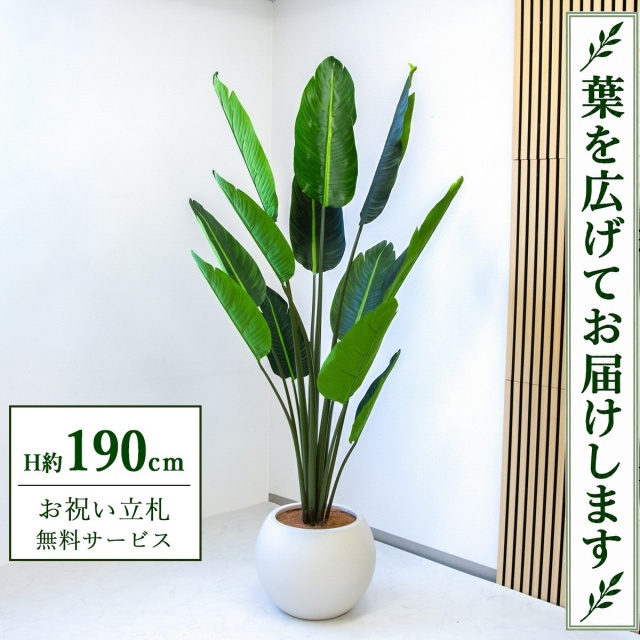 【すぐ飾れる】 フェイクグリーン オーガスタ H約190cm 大型 鉢付き / 法人・開店祝い 店舗・オフィス装飾 空間演出 立札無料・造花/PG238-ROM43IV