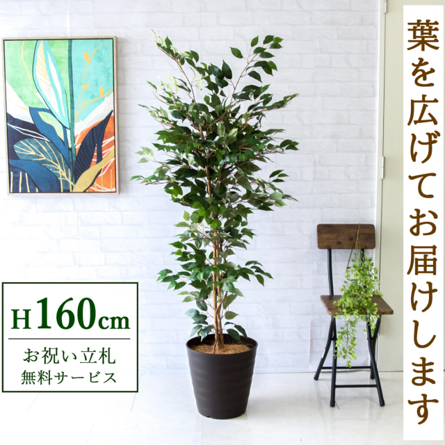 【すぐ飾れる】 フェイクグリーン フィカス ベンジャミン 160cm 鉢付き / 法人・開店祝い 店舗・オフィス装飾 空間演出 立札無料・造花/PG245-M30DB
