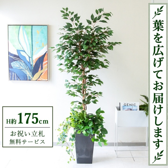 【すぐ飾れる】 フェイクグリーン フィカス ベンジャミン H約175cm 大型 鉢付き / 法人・開店祝い 店舗・オフィス装飾 空間演出 立札無料・造花/PG245-Q25BK-UG1
