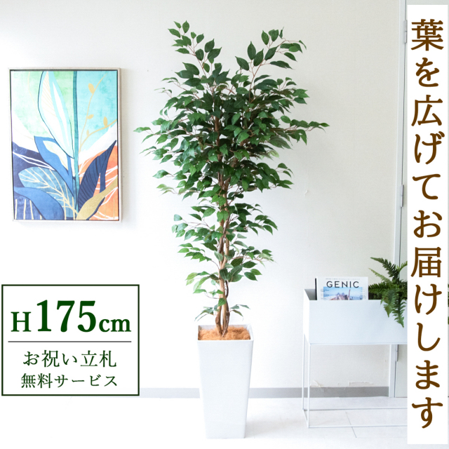 【すぐ飾れる】 フェイクグリーン フィカス ベンジャミン 175cm 大型 鉢付き / 法人・開店祝い 店舗・オフィス装飾 空間演出 立札無料・造花/PG245-Q25WH