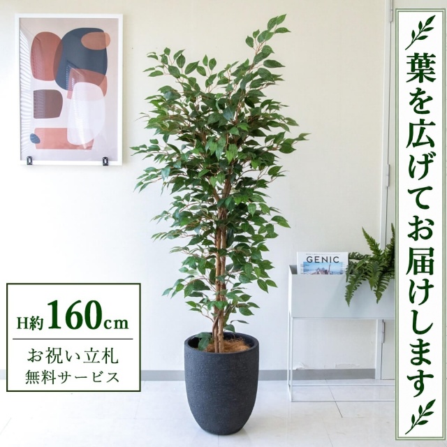 【すぐ飾れる】 フェイクグリーン フィカス ベンジャミン H約160cm 鉢付き / 法人・開店祝い 店舗・オフィス装飾 空間演出 立札無料・造花/PG245-SFO31BM