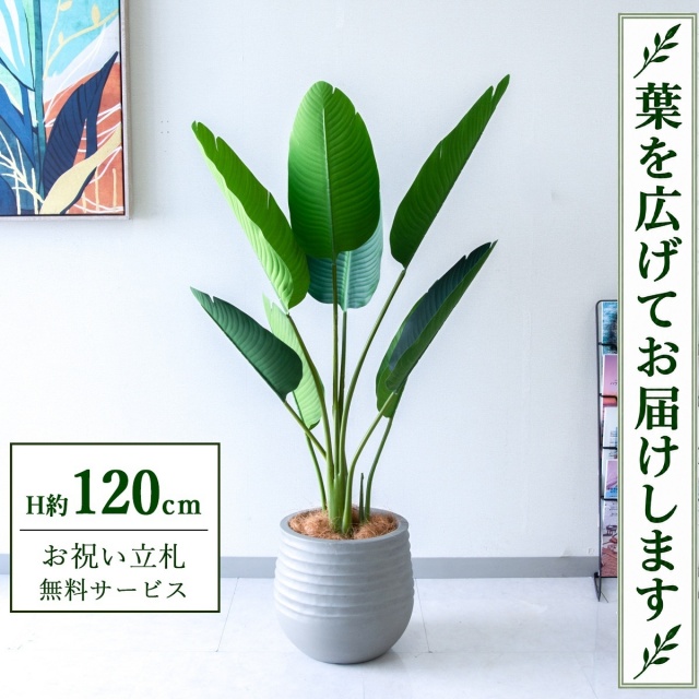 【すぐ飾れる】 フェイクグリーン オーガスタ H約120cm 鉢付き / 法人・開店祝い 店舗・オフィス装飾 空間演出 立札無料・造花/PG252-J30
