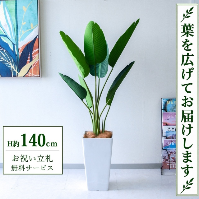 【すぐ飾れる】 フェイクグリーン オーガスタ H約140cm 鉢付き / 法人・開店祝い 店舗・オフィス装飾 空間演出 立札無料・造花/PG252-Q25WH