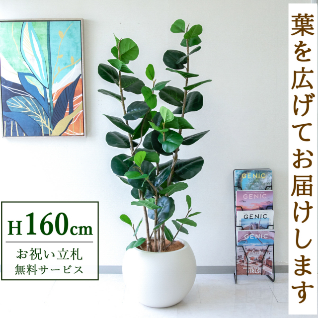 【すぐ飾れる】 フェイクグリーン シーグレープ 160cm  鉢付き / 法人・開店祝い 店舗・オフィス装飾 空間演出 立札無料・造花/PG253-ROM43IV