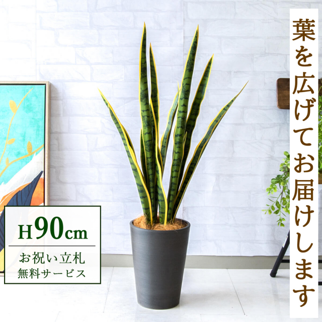 【すぐ飾れる】 フェイクグリーン サンセベリア 90cm  鉢付き / 法人・開店祝い 店舗・オフィス装飾 空間演出 立札無料・造花/PG254-X20BK