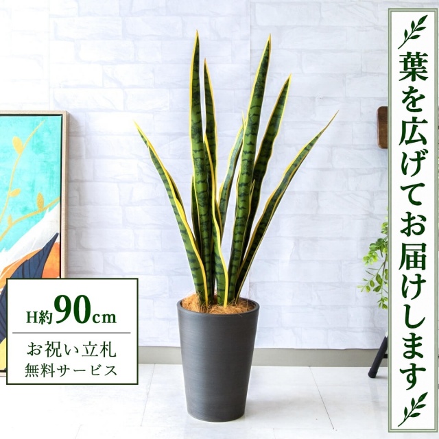 【すぐ飾れる】 フェイクグリーン サンセベリア H約90cm 鉢付き / 法人・開店祝い 店舗・オフィス装飾 空間演出 立札無料・造花/PG254-X20BK