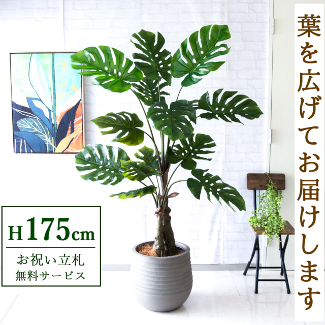 【すぐ飾れる】 フェイクグリーン モンステラ 175cm  大型 鉢付き / 法人・開店祝い 店舗・オフィス装飾 空間演出 立札無料・造花/PG259-J40