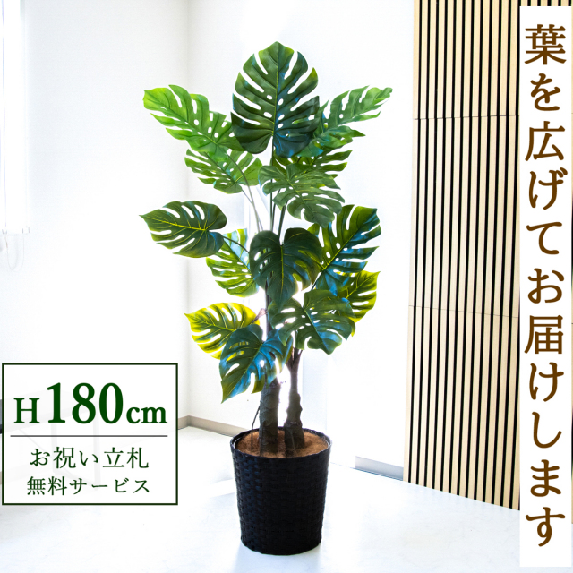【すぐ飾れる】 フェイクグリーン モンステラ 180cm  大型 鉢付き / 法人・開店祝い 店舗・オフィス装飾 空間演出 立札無料・造花/PG259-MEL38DB