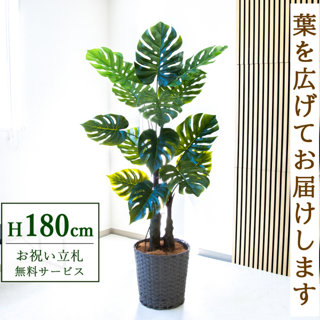 【すぐ飾れる】 フェイクグリーン モンステラ 180cm  大型 鉢付き / 法人・開店祝い 店舗・オフィス装飾 空間演出 立札無料・造花/PG259-MEL38GY