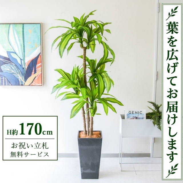 【すぐ飾れる】 フェイクグリーン 幸福の木 ドラセナ マッサンゲアナ H約170cm 大型 鉢付き / 法人・開店祝い 店舗・オフィス装飾 空間演出 立札無料・造花/PG260-Q25BK
