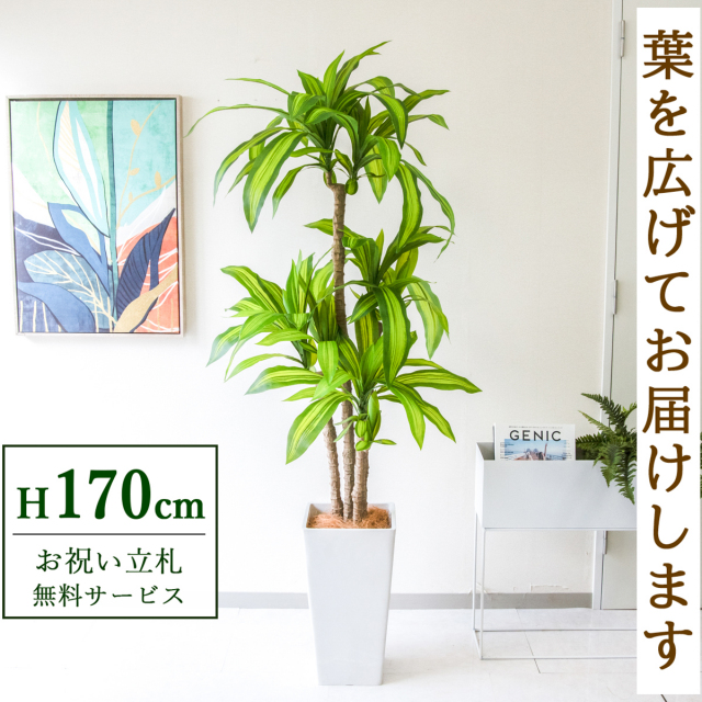 【すぐ飾れる】 フェイクグリーン 幸福の木 ドラセナ マッサンゲアナ 170cm  大型 鉢付き / 法人・開店祝い 店舗・オフィス装飾 空間演出 立札無料・造花/PG260-Q25WH