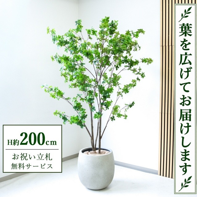 【すぐ飾れる】 フェイクグリーン ドウダンツツジ H約200cm 大型 鉢付き / 法人・開店祝い 店舗・オフィス装飾 空間演出 立札無料・造花/PG261-BAL42IV