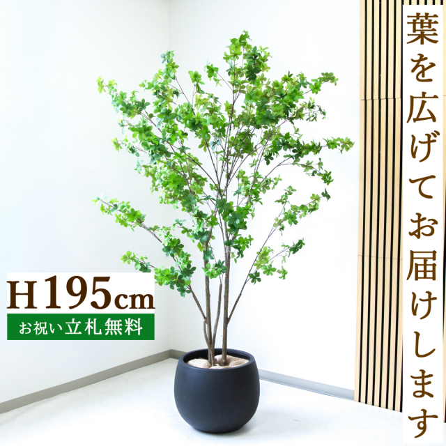 フェイクグリーン ドウダンツツジ H約195cm  鉢付き / 人工観葉植物 観葉植物 フェイク 造花 大型 大きい 店舗 装飾 開店 開業 移転 祝い ギフト プレゼント おしゃれ 住宅展示場 モデルハウス オフィス 立札無料 /PG261-D42BK