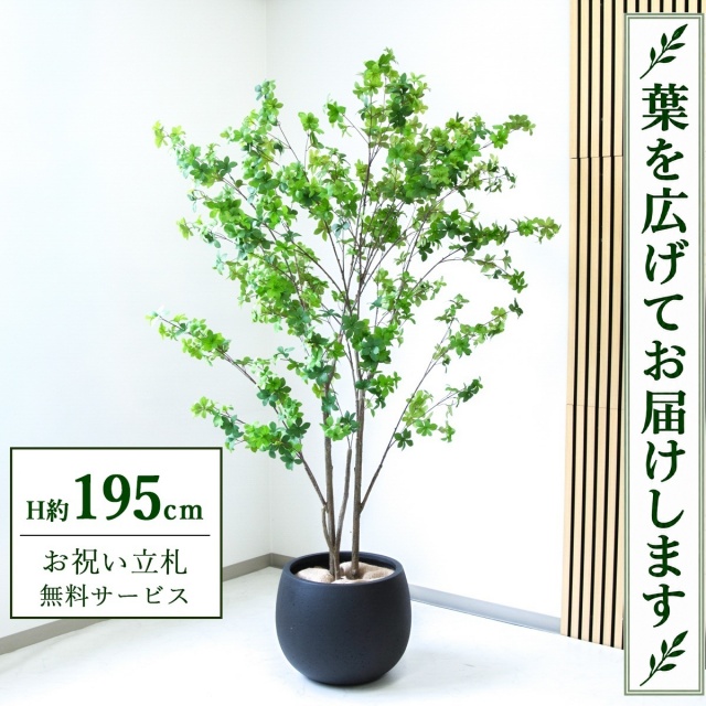 【すぐ飾れる】 フェイクグリーン ドウダンツツジ H約195cm 大型 鉢付き / 法人・開店祝い 店舗・オフィス装飾 空間演出 立札無料・造花/PG261-D42BK