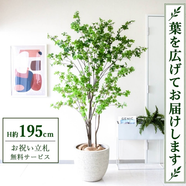 【すぐ飾れる】 フェイクグリーン ドウダンツツジ H約195cm 大型 鉢付き / 法人・開店祝い 店舗・オフィス装飾 空間演出 立札無料・造花/PG261-GIG42IV