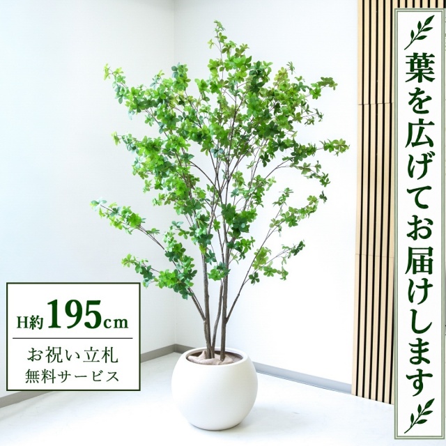 【すぐ飾れる】 フェイクグリーン ドウダンツツジ H約195cm 大型 鉢付き / 法人・開店祝い 店舗・オフィス装飾 空間演出 立札無料・造花/PG261-ROM43IV