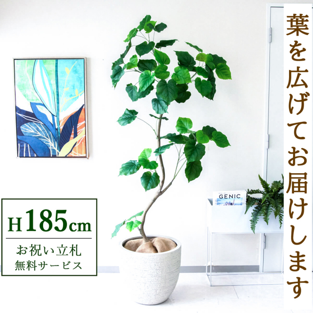 【すぐ飾れる】 フェイクグリーン フィカス ウンベラータ 185cm  大型 鉢付き / 法人・開店祝い 店舗・オフィス装飾 空間演出 立札無料・造花/PG262-GIG42IV