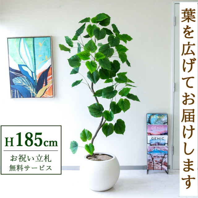 【すぐ飾れる】 フェイクグリーン フィカス ウンベラータ 185cm  大型 鉢付き / 法人・開店祝い 店舗・オフィス装飾 空間演出 立札無料・造花/PG262-ROM43IV