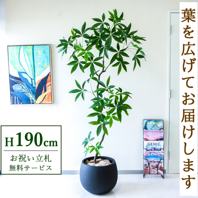 【すぐ飾れる】 フェイクグリーン パキラ 190cm  大型 鉢付き / 法人・開店祝い 店舗・オフィス装飾 空間演出 立札無料・造花/PG263-D42BK