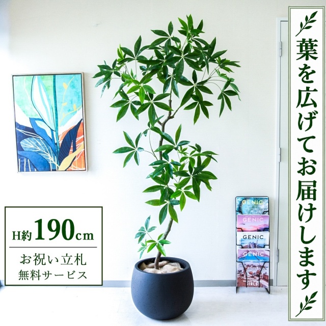 【すぐ飾れる】 フェイクグリーン パキラ H約190cm 大型 鉢付き / 法人・開店祝い 店舗・オフィス装飾 空間演出 立札無料・造花/PG263-D42BK