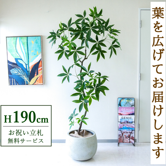 【すぐ飾れる】 フェイクグリーン パキラ 190cm  大型 鉢付き / 法人・開店祝い 店舗・オフィス装飾 空間演出 立札無料・造花/PG263-D42IV