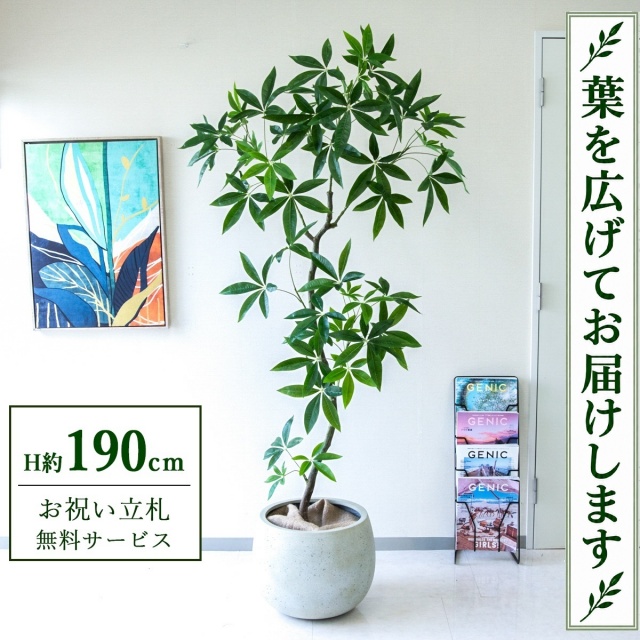 【すぐ飾れる】 フェイクグリーン パキラ H約190cm 大型 鉢付き / 法人・開店祝い 店舗・オフィス装飾 空間演出 立札無料・造花/PG263-D42IV
