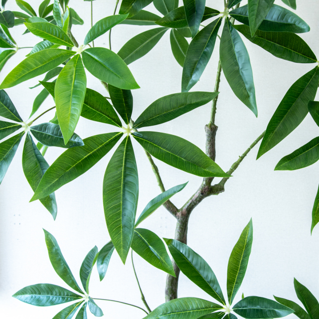 人工 観葉植物 フェイク グリーン ベンジャミンフィカスツリー H約