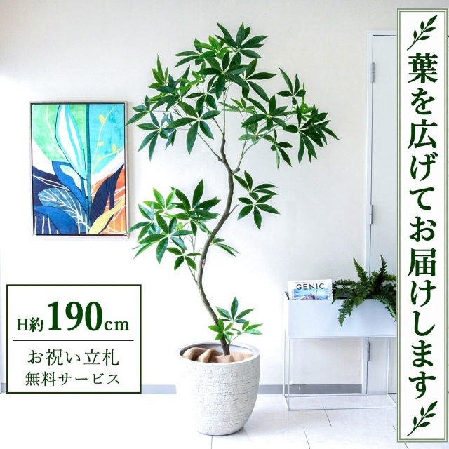 【すぐ飾れる】 フェイクグリーン パキラ H約190cm 大型 鉢付き / 法人・開店祝い 店舗・オフィス装飾 空間演出 立札無料・造花/PG263-GIG42IV
