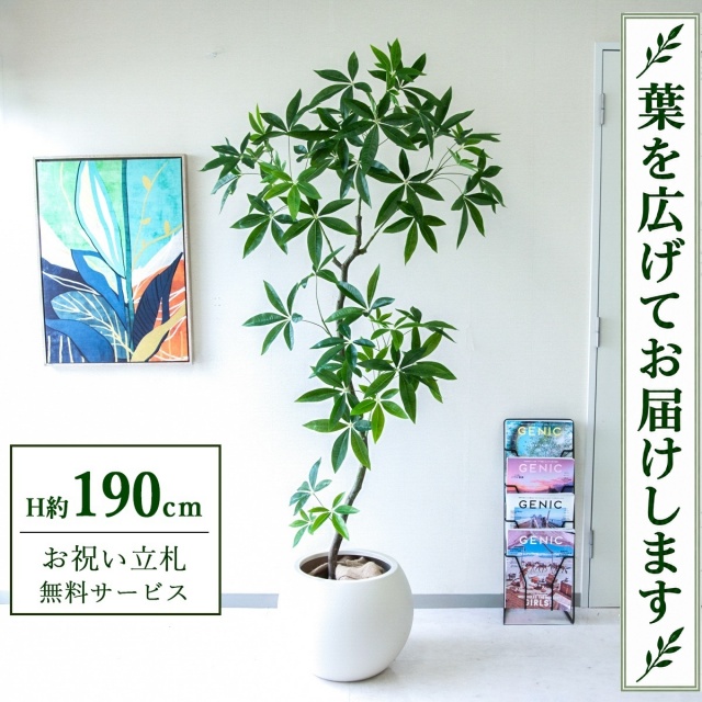 【すぐ飾れる】 フェイクグリーン パキラ H約190cm 大型 鉢付き / 法人・開店祝い 店舗・オフィス装飾 空間演出 立札無料・造花/PG263-ROM43IV