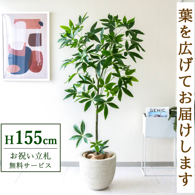 【すぐ飾れる】 フェイクグリーン パキラ 155cm  鉢付き / 法人・開店祝い 店舗・オフィス装飾 空間演出 立札無料・造花/PG265-GIG33IV