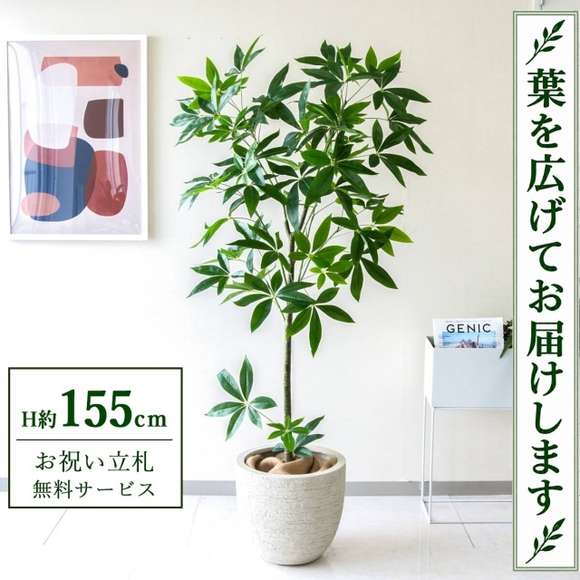【すぐ飾れる】 フェイクグリーン パキラ H約155cm 鉢付き / 法人・開店祝い 店舗・オフィス装飾 空間演出 立札無料・造花/PG265-GIG33IV