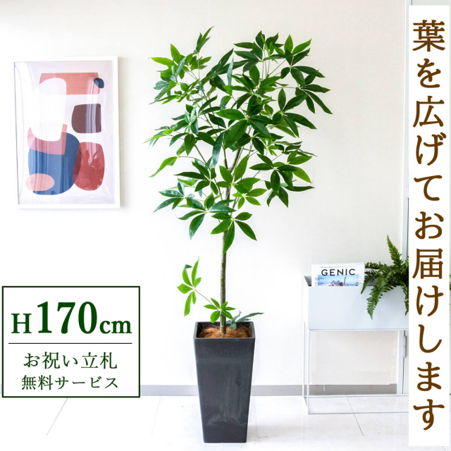 【すぐ飾れる】 フェイクグリーン パキラ 170cm  大型 鉢付き / 法人・開店祝い 店舗・オフィス装飾 空間演出 立札無料・造花/PG265-Q25BK