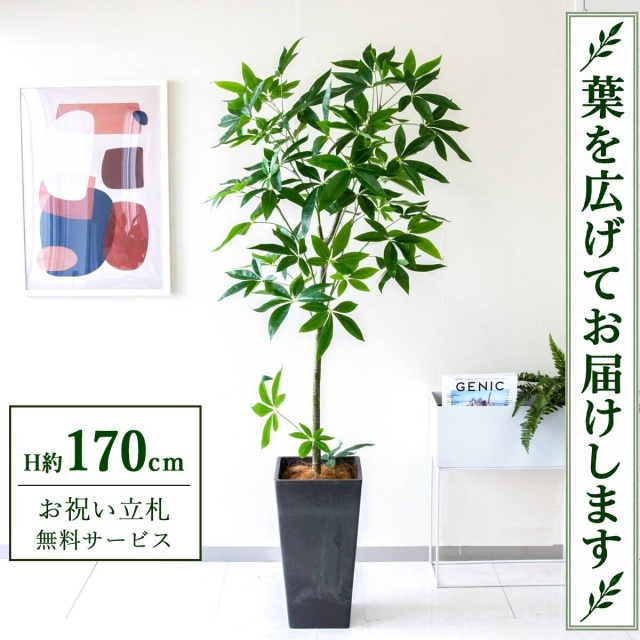 【すぐ飾れる】 フェイクグリーン パキラ H約170cm 大型 鉢付き / 法人・開店祝い 店舗・オフィス装飾 空間演出 立札無料・造花/PG265-Q25BK