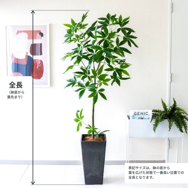 PG265-Q25BK パキラ H約170cm /プラスチック樹脂鉢