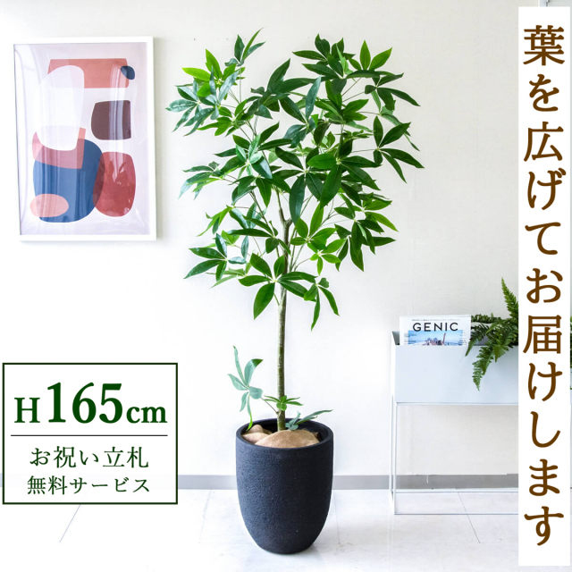 【すぐ飾れる】 フェイクグリーン パキラ 165cm  鉢付き / 法人・開店祝い 店舗・オフィス装飾 空間演出 立札無料・造花/PG265-SFO31BM